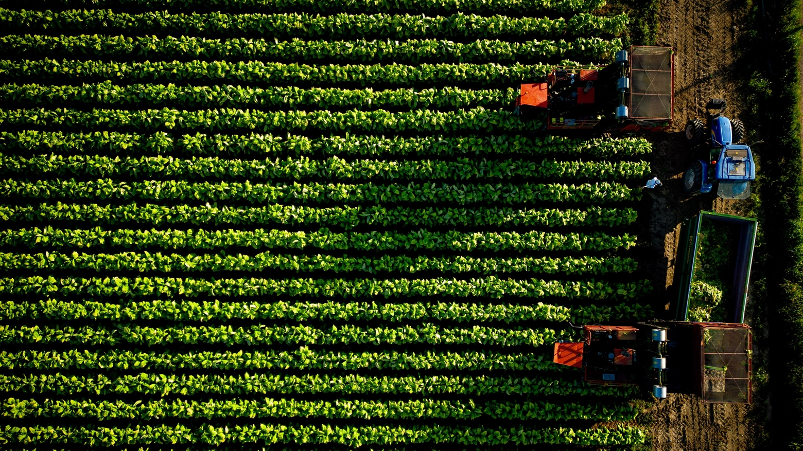 Bastia Umbra (PG), piantagioni di tabacco Philip Morris Italia © Massimo Sestini