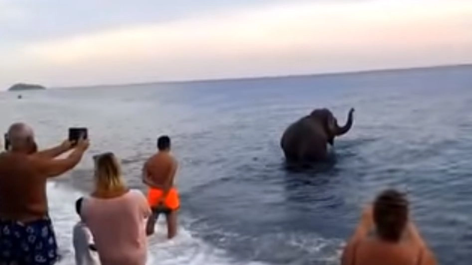 Elefante in spiaggia a Santa Maria del Cedro, in provincia di Cosenza (youtube)