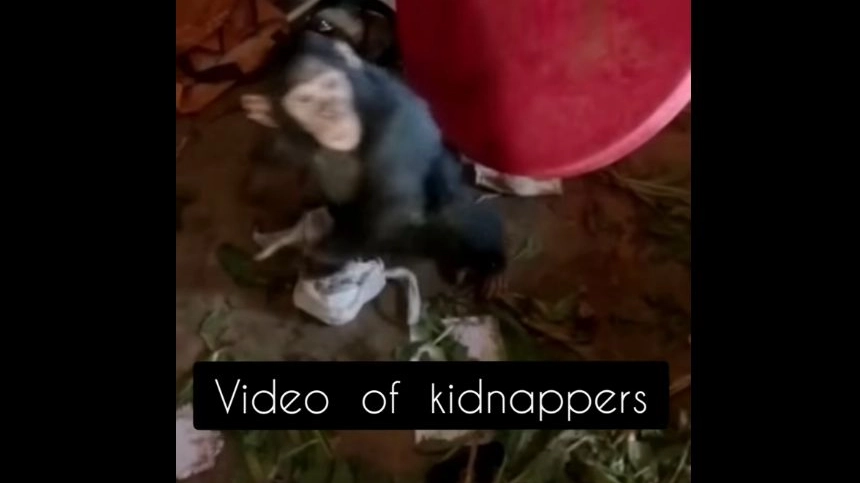 Uno dei tre scimpanzé rapiti nel video inviato dai criminali