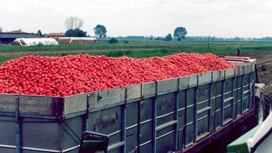 raccolta e trasporto di pomodori da conserva