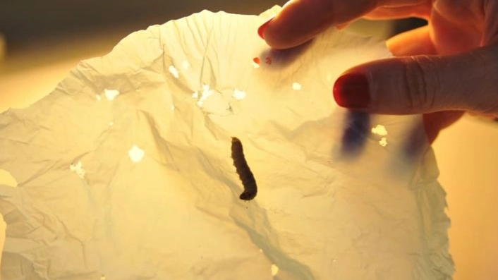 La larva di un bruco della falena della cera mangia la plastica (da youtube)