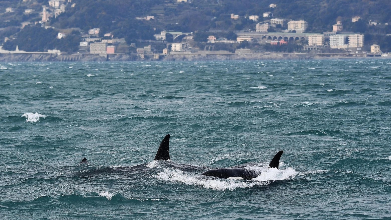 Gli esemplari di orche hanno lasciato Genova: erano giunti dall'Islanda (Ansa)
