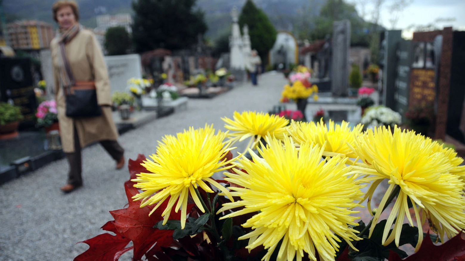 Crisantemi, fiore simbolo della festa dei morti (Cardini)