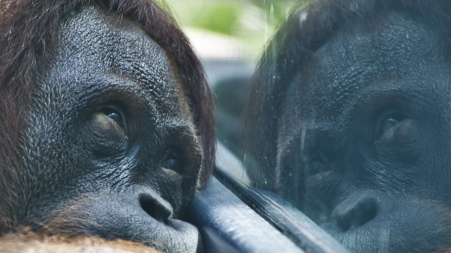 Orango in cattività lontano dalla Natura (Foto AFP)