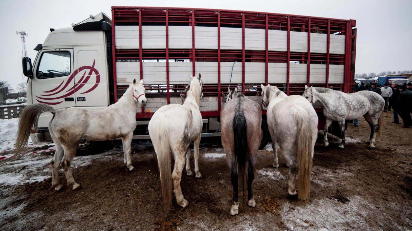 Cavalli pronti per la vendita in Polonia (Foto Ansa)