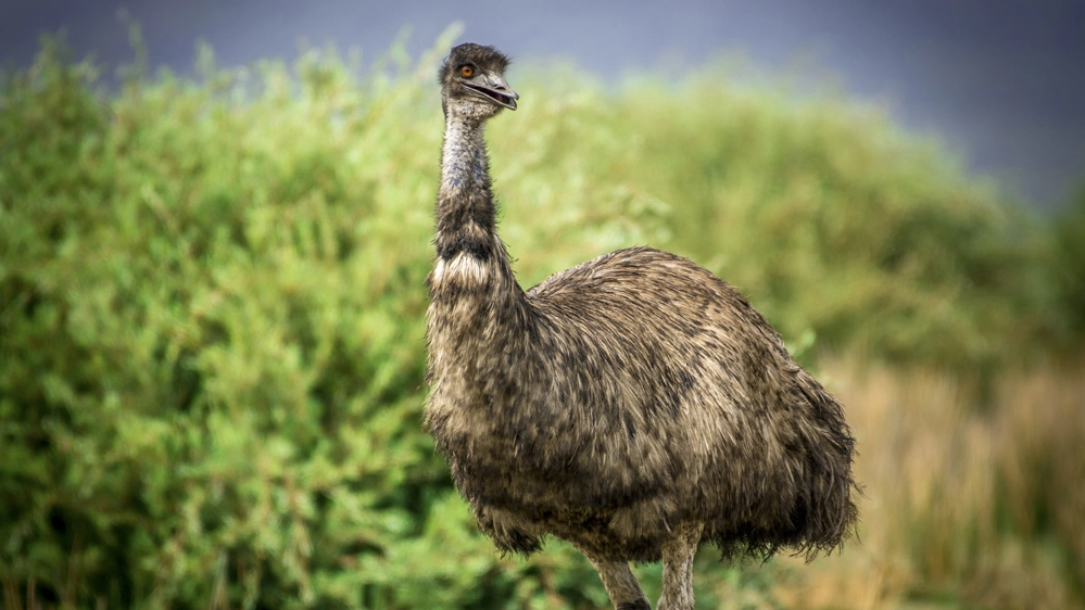 Un emù, un grosso uccello simile allo struzzo