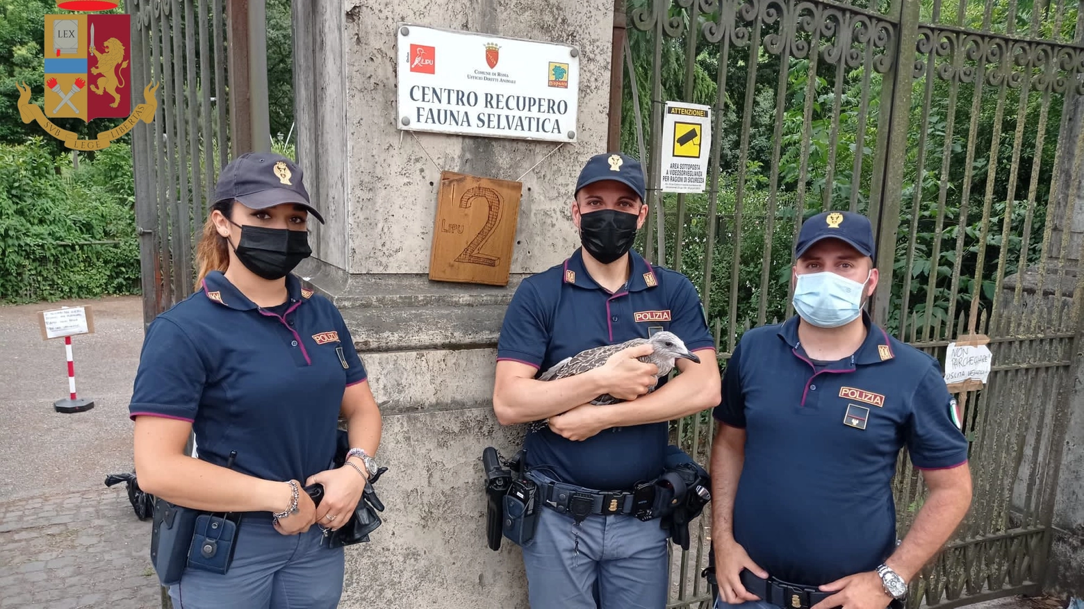 Roma, poliziotti salvano gabbianella ferita e la affidano alla LIPU