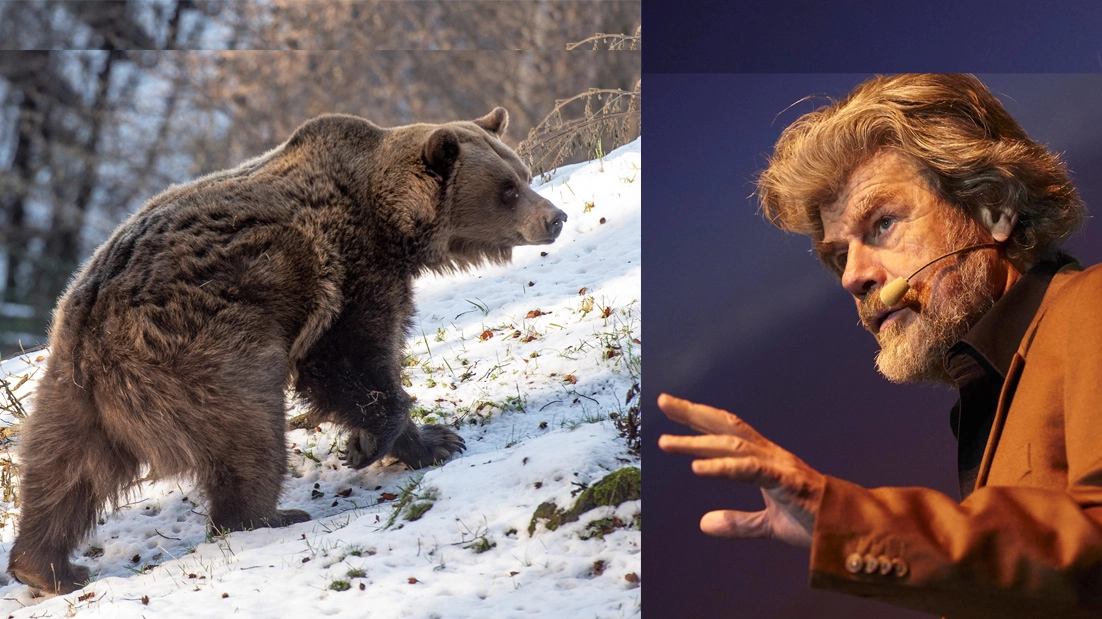 Reinhold Messner sugli orsi in Trentino: sono troppi