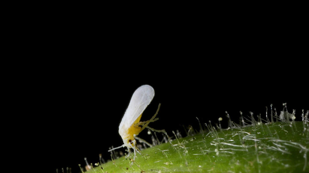 Un esemplare di mosca bianca del tabacco