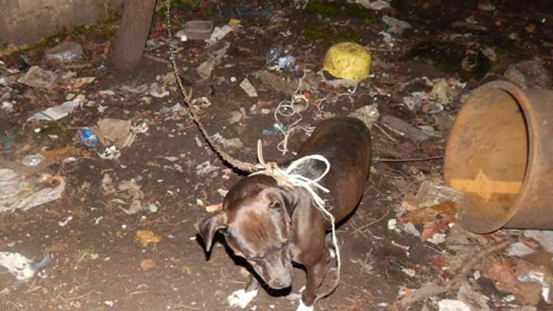 Il cane che era stato picchiato e poi legato all'albero