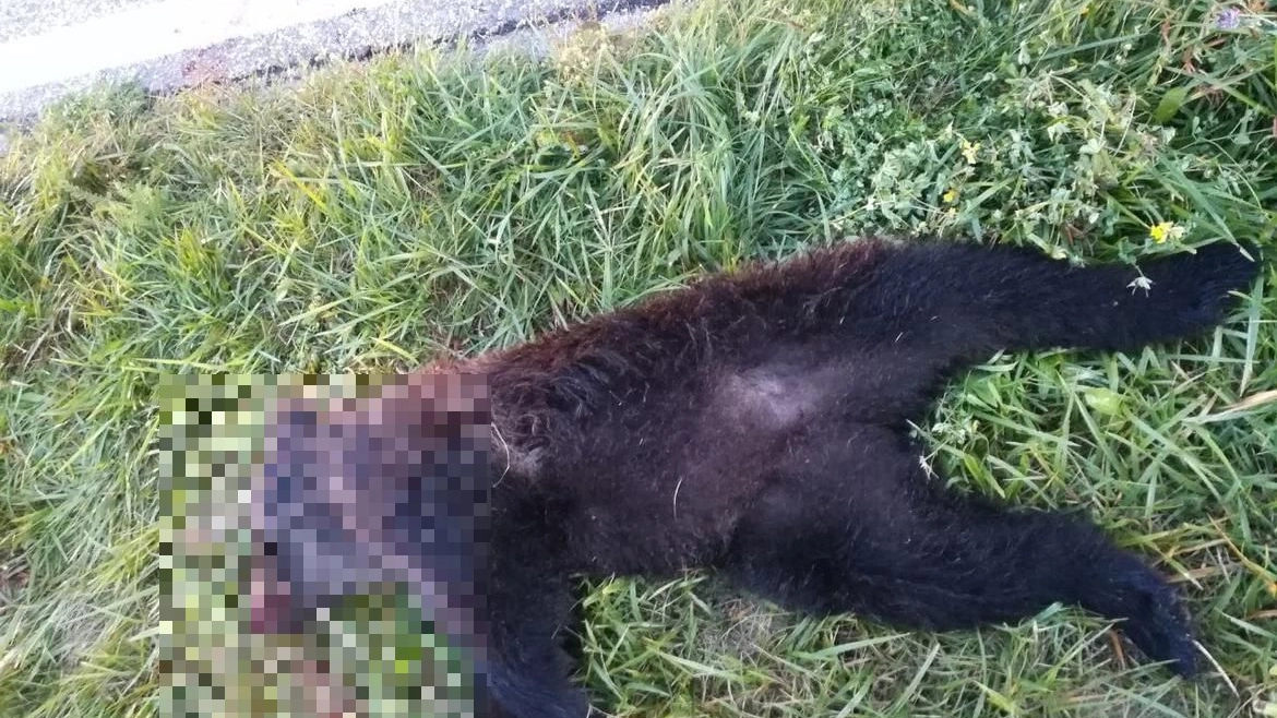 Il cucciolo di orso investito e ucciso in Trentino