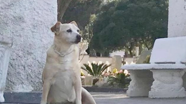 Nicoletta, l'anziana cagnolina che veglia il suo padrone al cimitero di Ischia