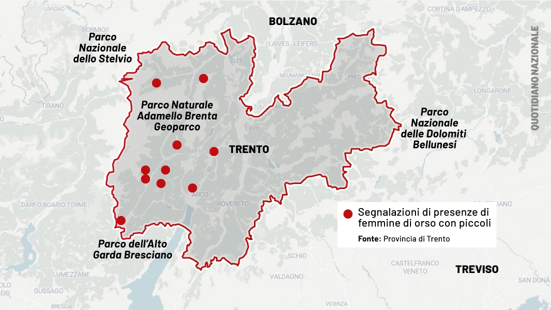 Orse con cuccioli in Trentino: la mappa delle segnalazioni 2023