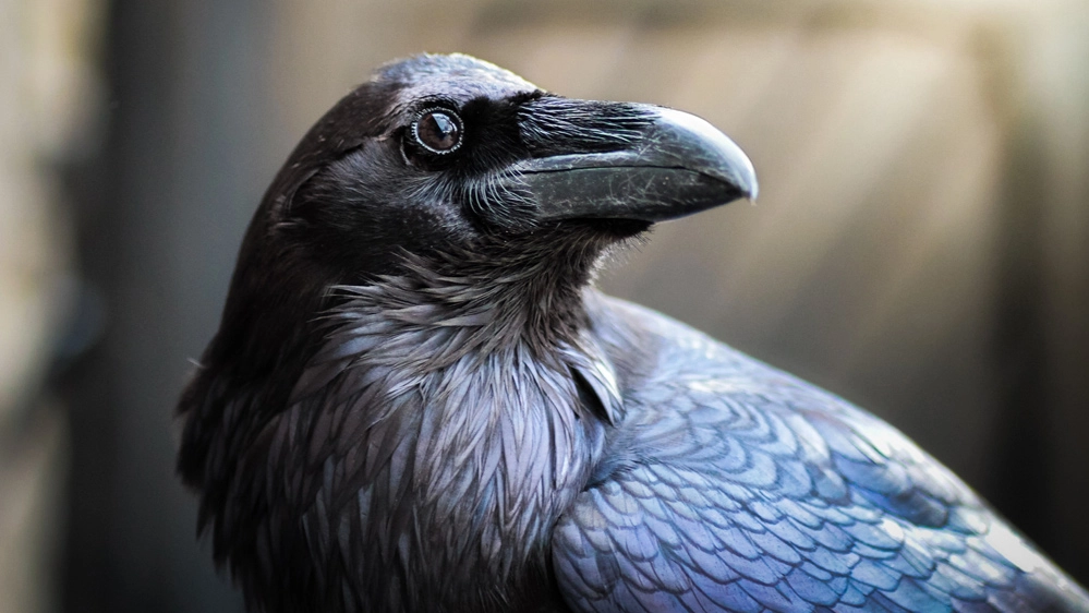 I corvi ladri lavorano anche in coppia, creando diversivi per distrarre le vittime