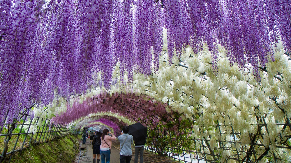 Il tunnel di glicini del Kawachi Fujien Wisteria Garden