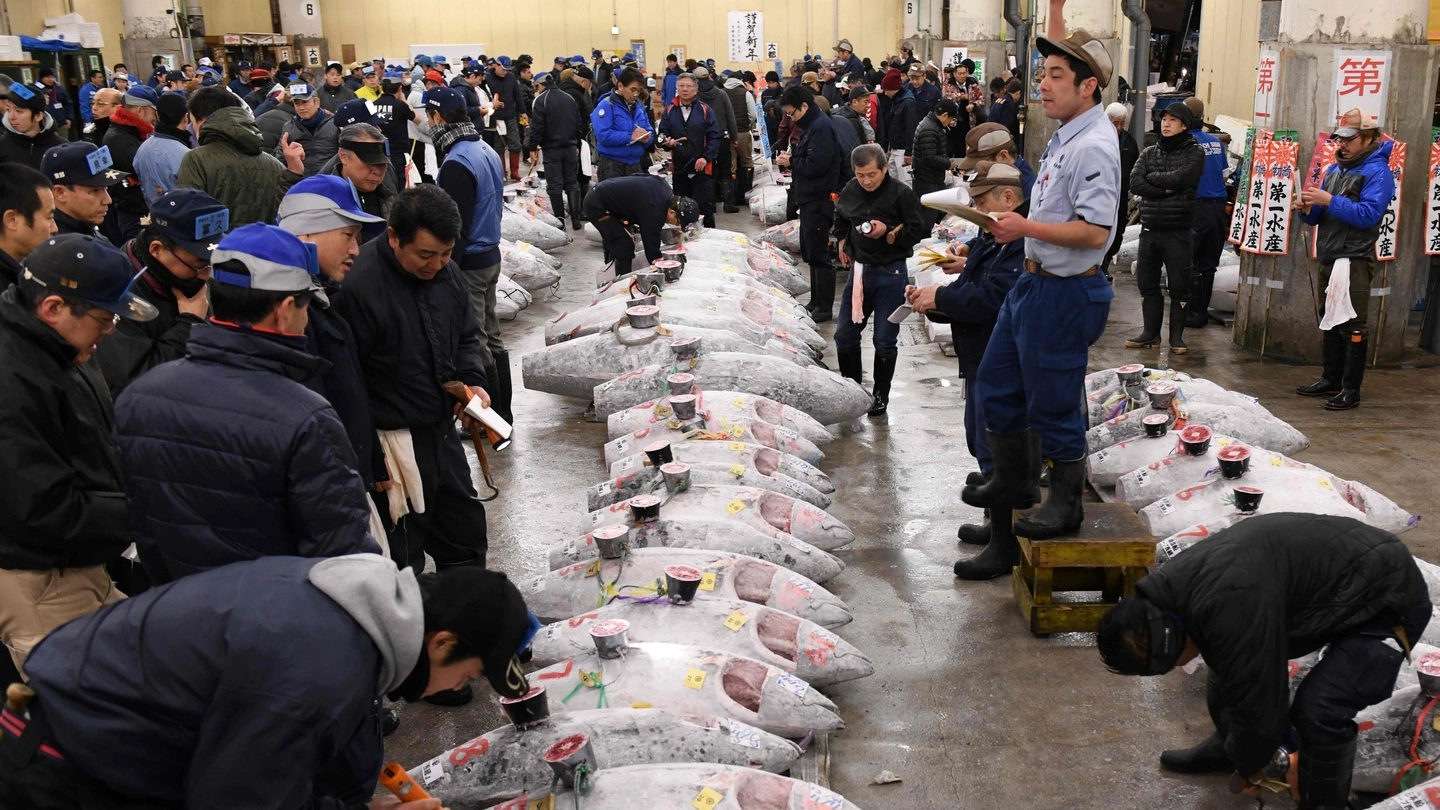 L'asta del tonno a Tsukiji