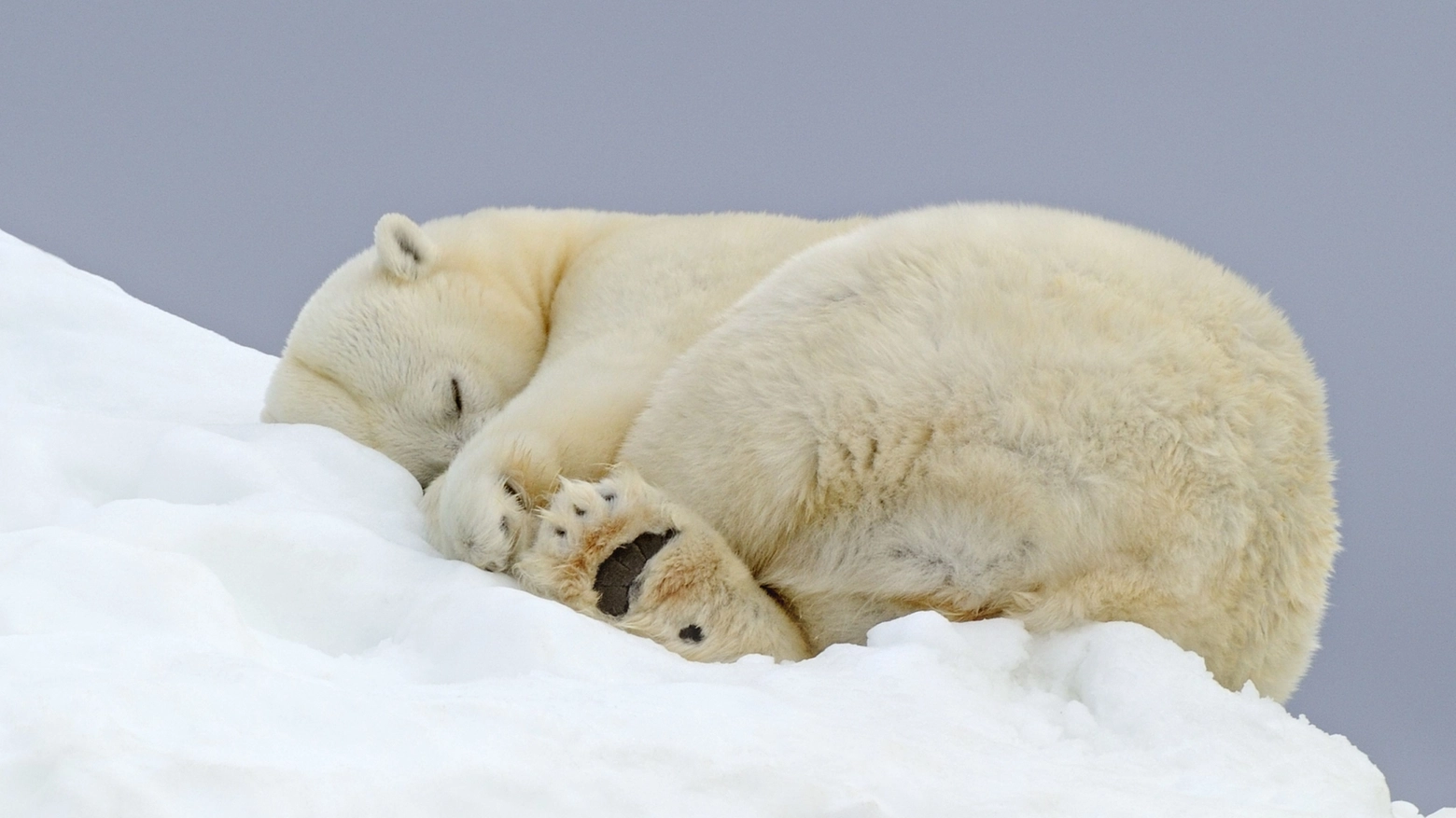 Il relax dell'orso polare (Foto Olycom)