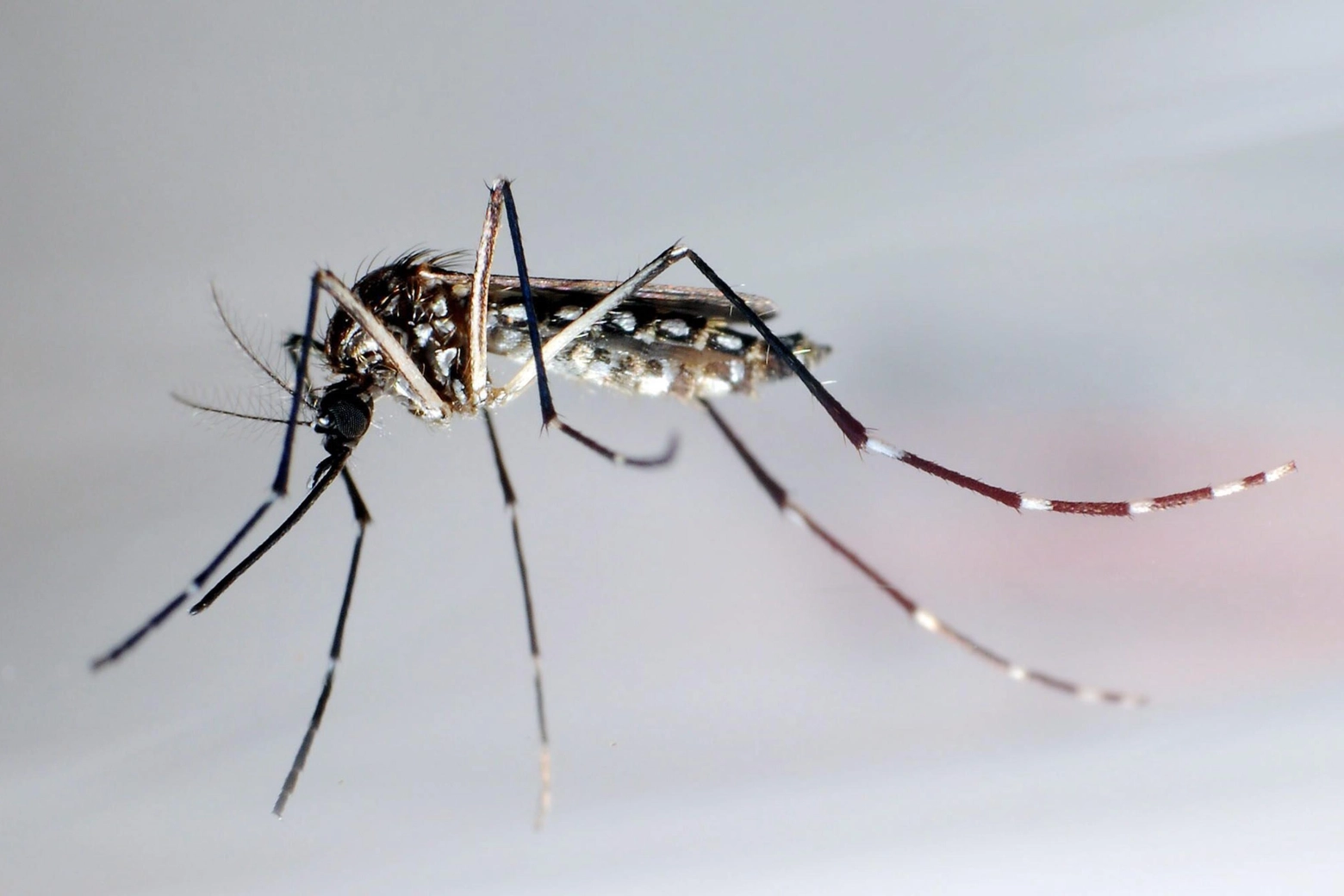 Zanzare: un esemplare di Aedes Aegypti, responsabile della Dengue