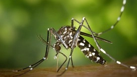 Una zanzara comune, vettore di trasmissione del virus (Dire)