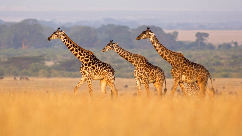 In natura sono rimaste solo 70mila giraffe adulte
