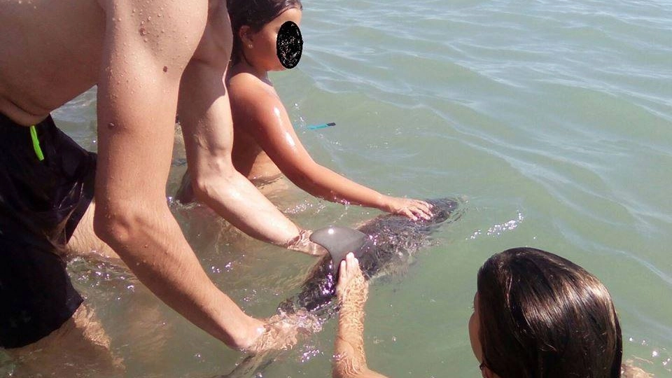 I turisti hanno infastidito il piccolo delfino fino a causare la sua morte (da Facebook)