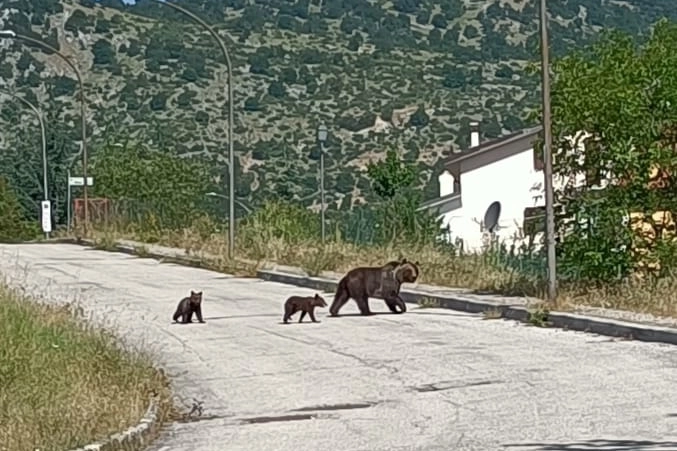 L'orsa Amarena con i cuccioli
