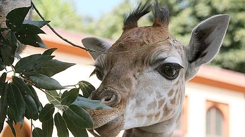 Giraffa in una foto d'archivio (Ansa)