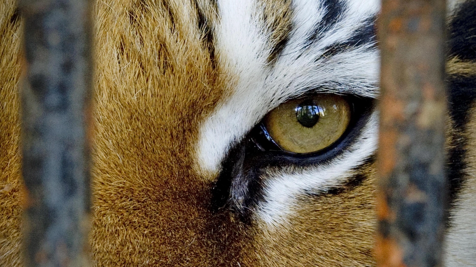 Tigre in gabbia in una foto Ansa