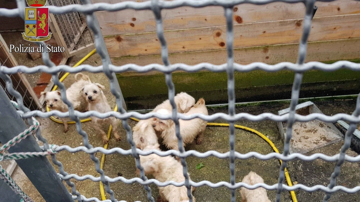 Alcuni dei cuccioli sequestrati dalla Polizia