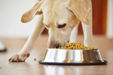Delivery per cani e gatti, il cibo di qualità arriva direttamente a casa: costi e come funziona