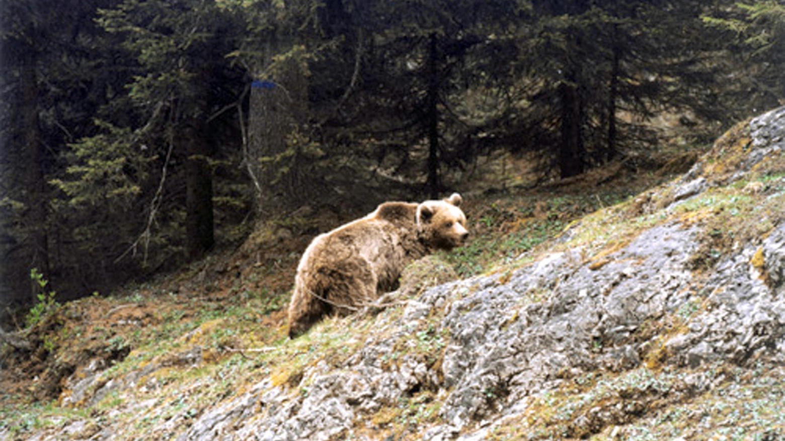 Un'orsa in una foto di repertorio (Ansa)
