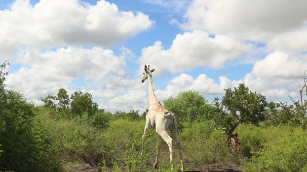 Kenya, è rimasto un unico esemplare di giraffa bianca (Dire)