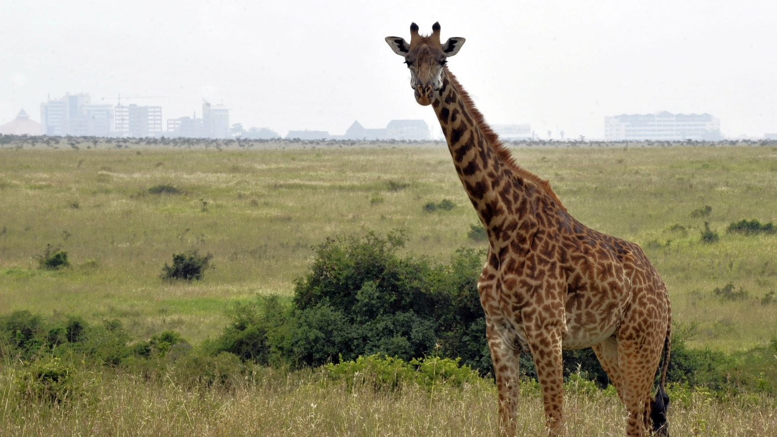 Giraffa su uno sfondo urbano in Kenya (AFP)