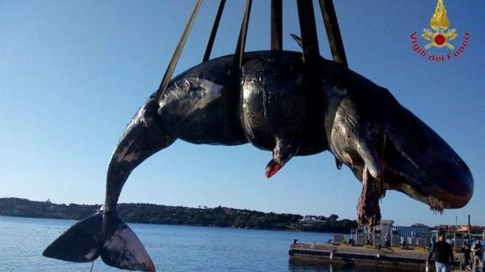 Era una femmina il capodoglio spiaggiato a Porto Cervo: in pancia 22 kg di plastica