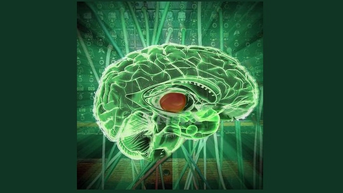 Rappresentazione grafica del cervello (Ansa)