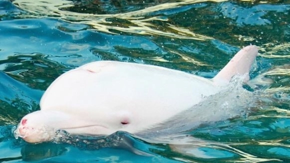Angel, la delfina albina catturata a Taiji