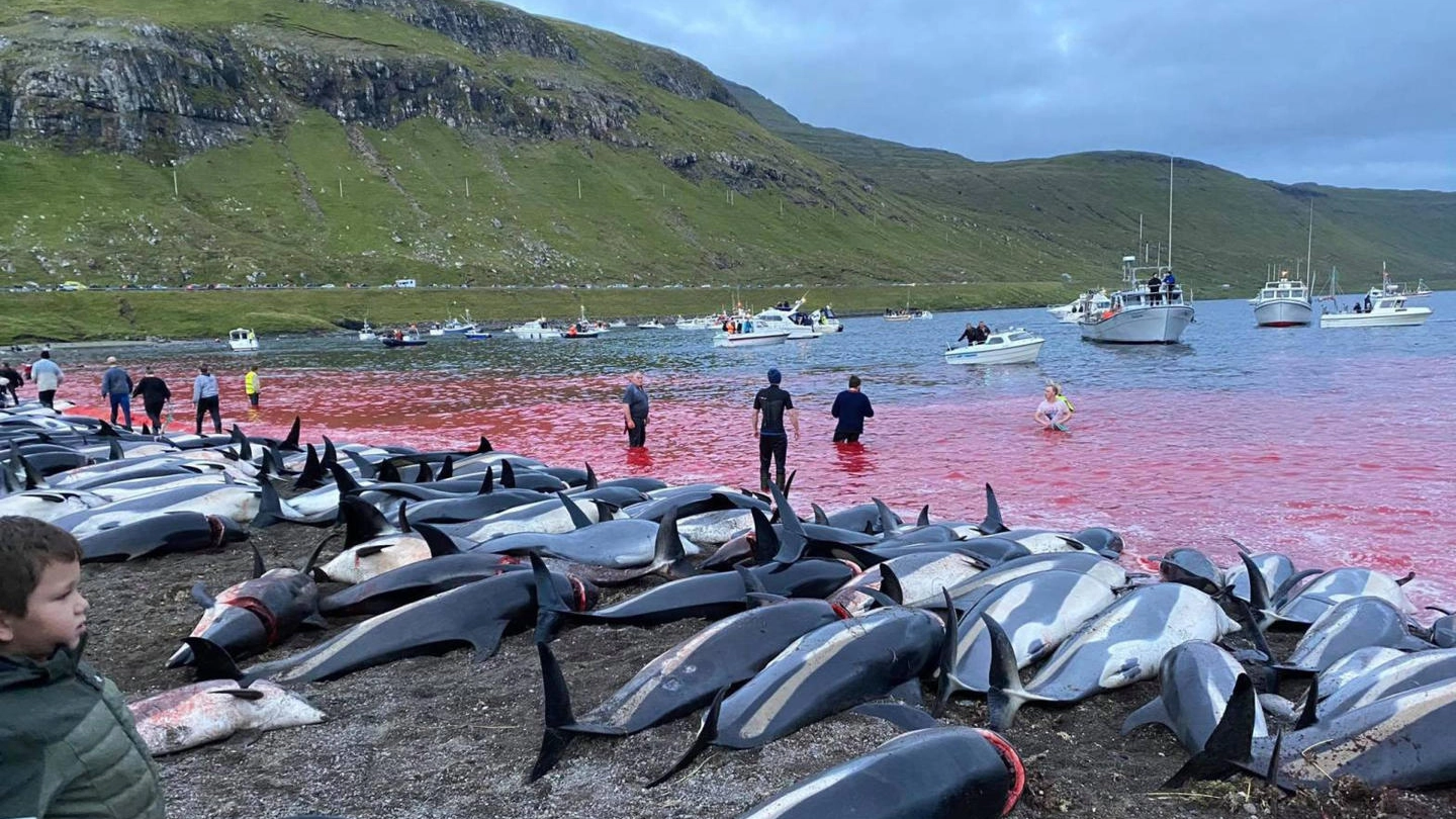 La mattanza dei delfini sulle isole Faroe 