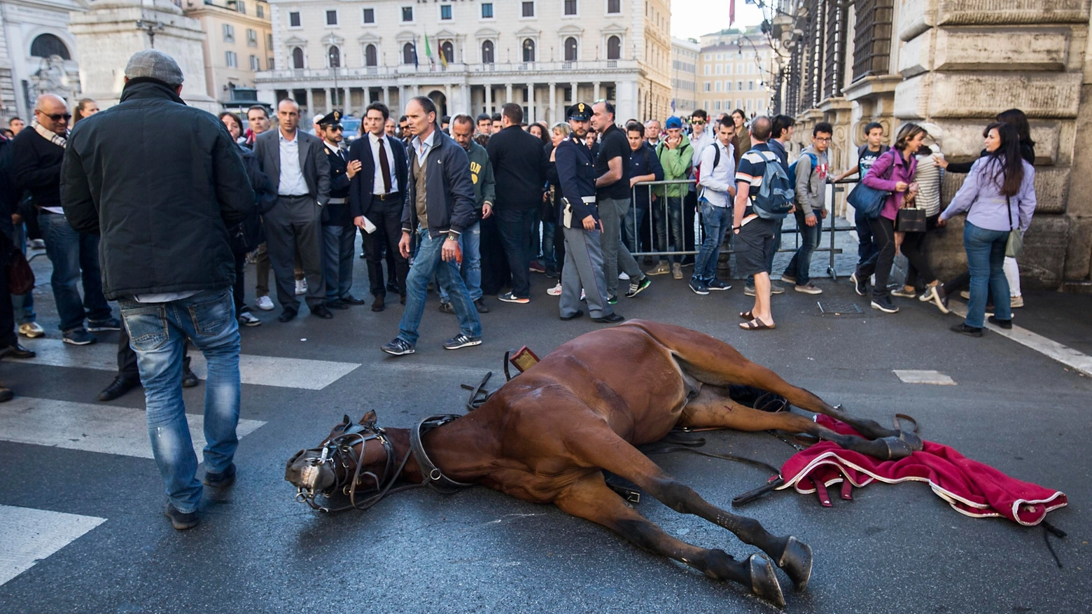 Il cavallo a terra nel centro di Roma (Foto Lapresse)