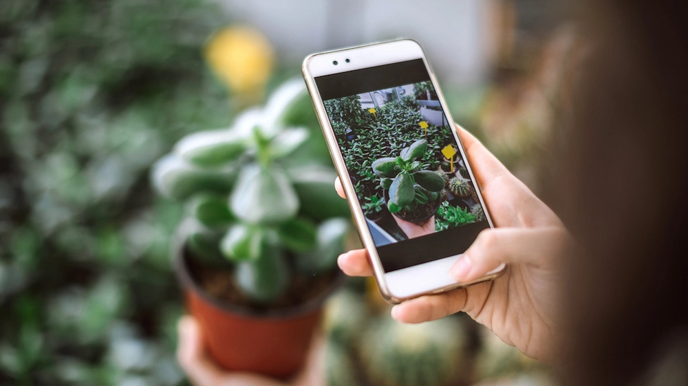 Come riconoscere e curare le piante di casa con le app