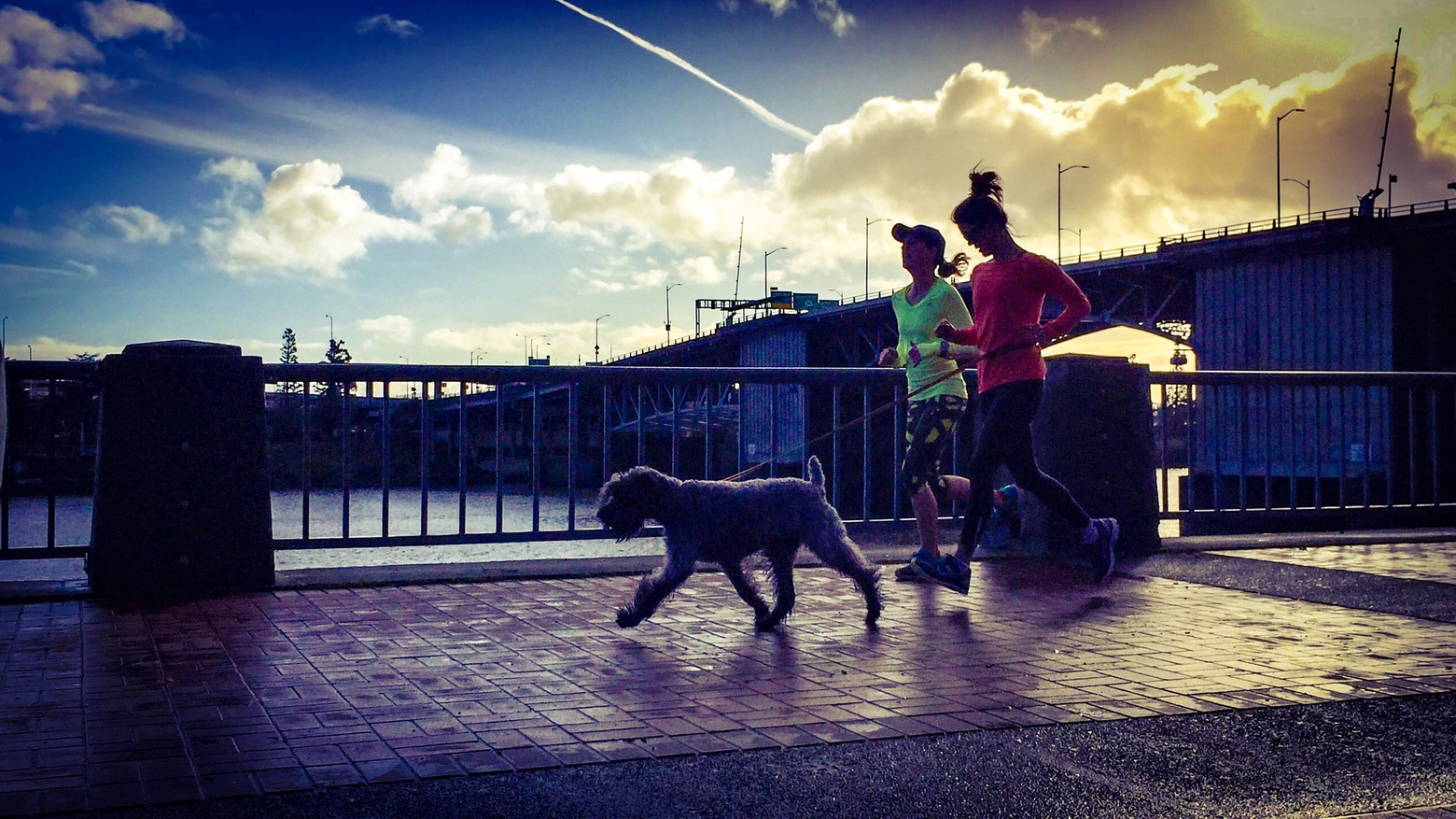 Prima di correre insieme al tuo cane assicurati che sia adatto / Foto Flickr/TMimages PDX