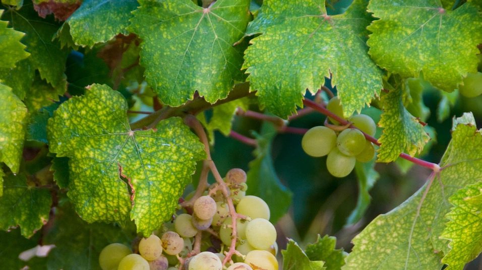 Un grappolo di uva Zibibbo, riconosciuta patrimonio dell'umanità dall'Unesco