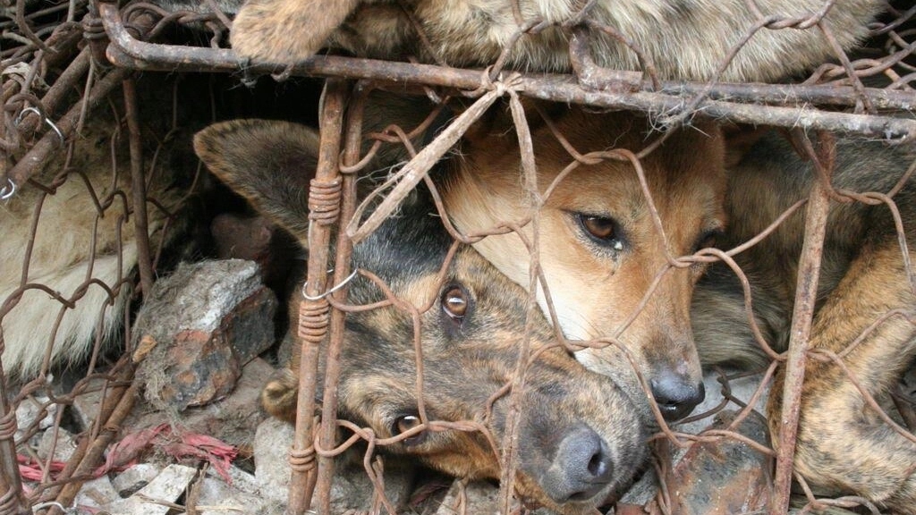 Cani destinati al macello in Cina
