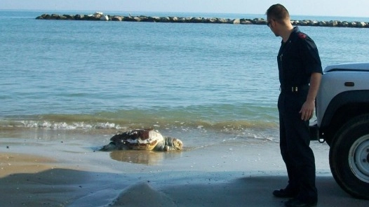 La tartaruga spiaggiata a Pesaro