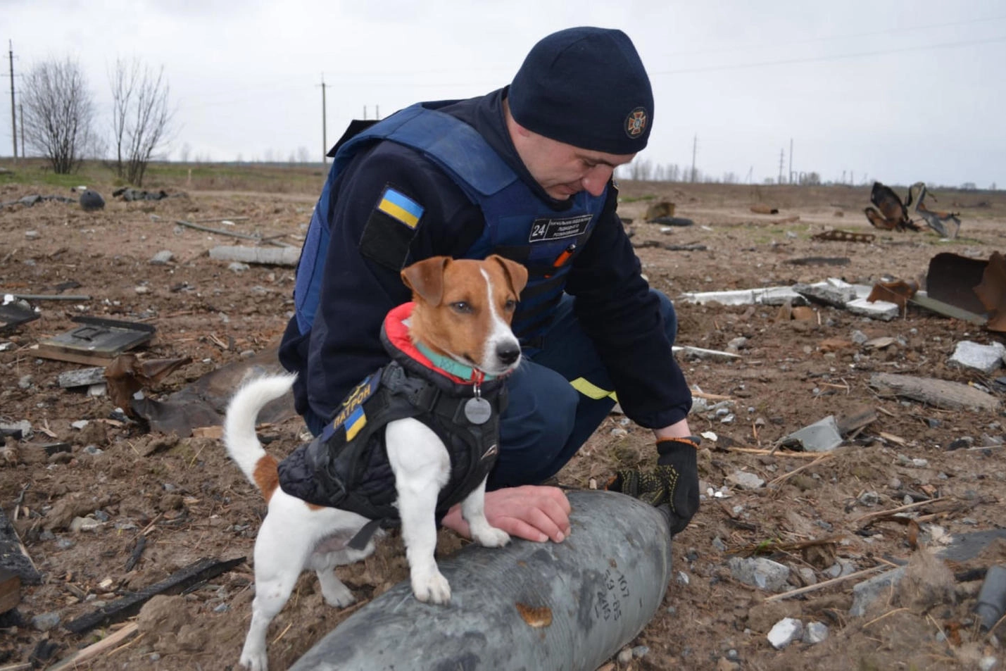 Patron, il cane artificiere ucraino (Ansa)