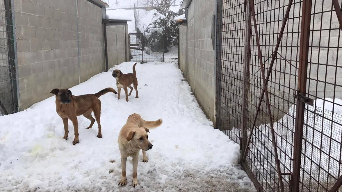 I cani di Campobasso sommersi dalla neve
