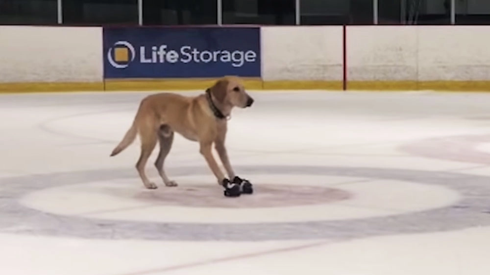 Il primo cane al mondo che pattina sul ghiaccio