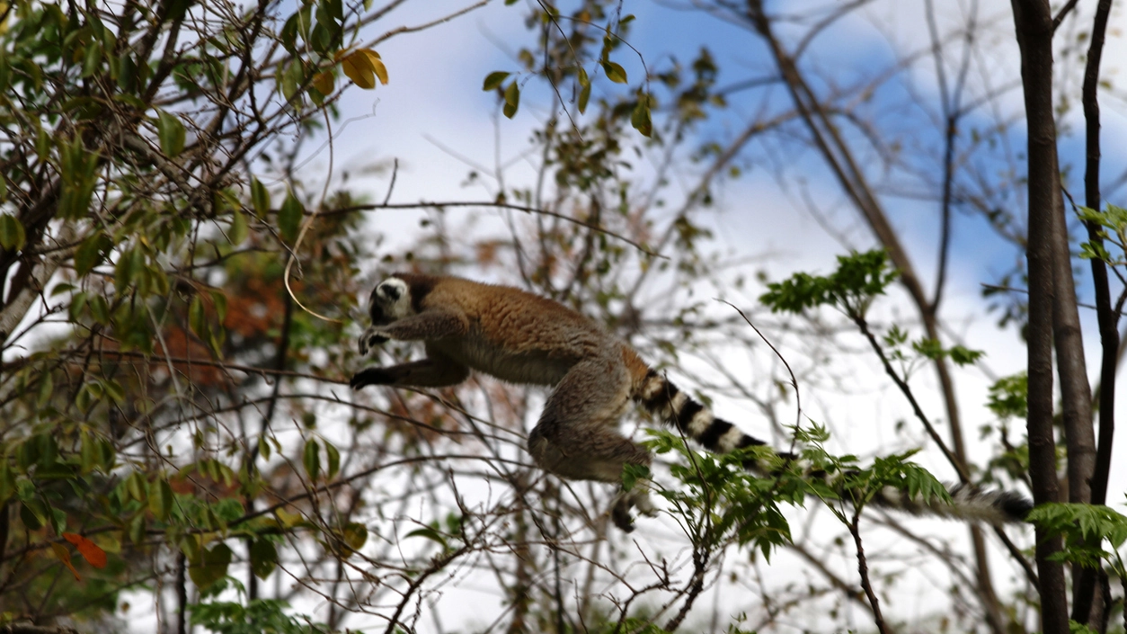 Un lemure delle foreste del Madagascar