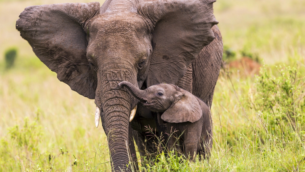 Gli elefanti si sono ridotti dell'80% negli ultimi 30 anni