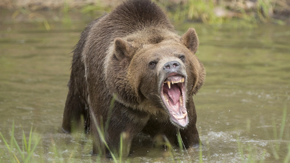 Chi è convinto di riuscire a battere un grizzly a pugni, non ha mai visto un grizzly