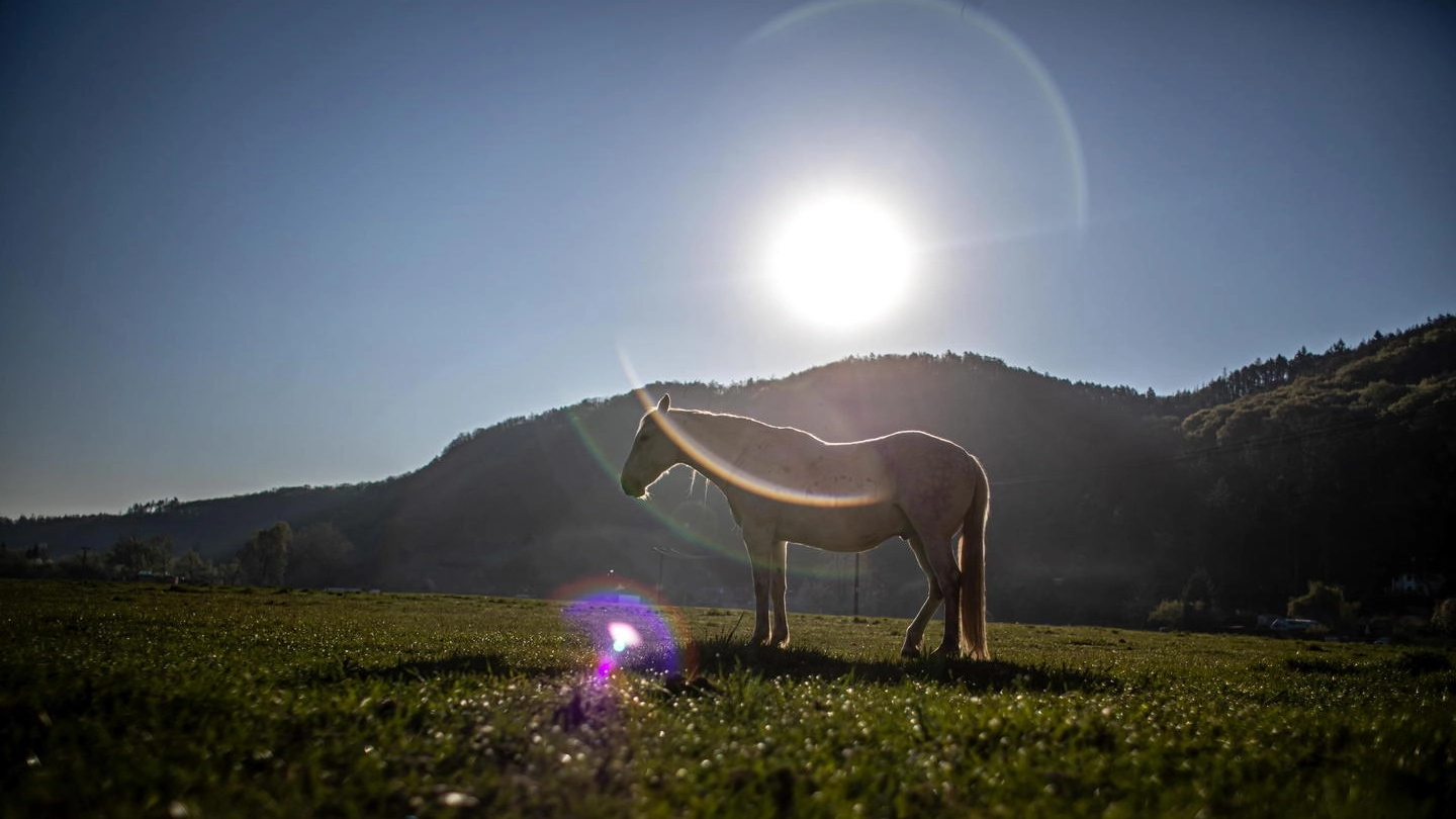 Un cavallo al sole (Ansa)